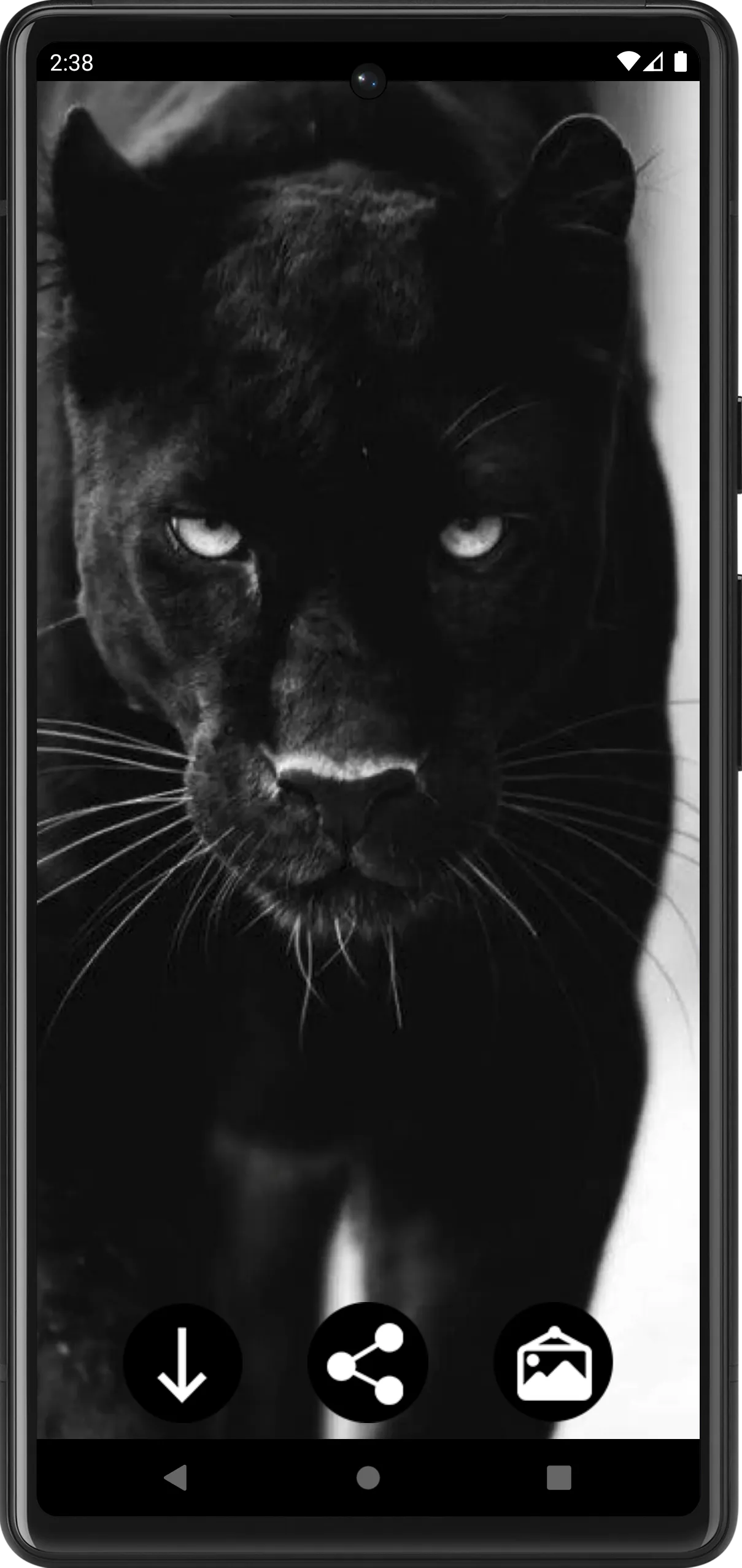 Panther Wallpapers | Indus Appstore | Screenshot