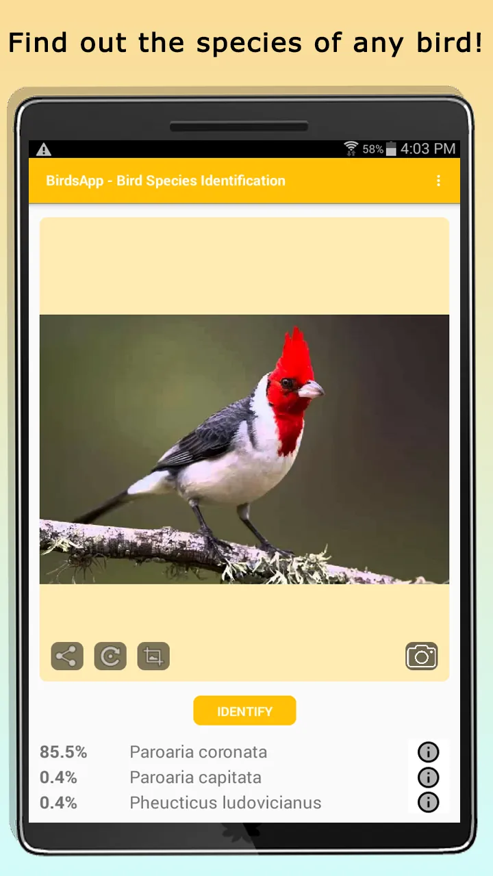 BirdsID - Identify Birds | Indus Appstore | Screenshot