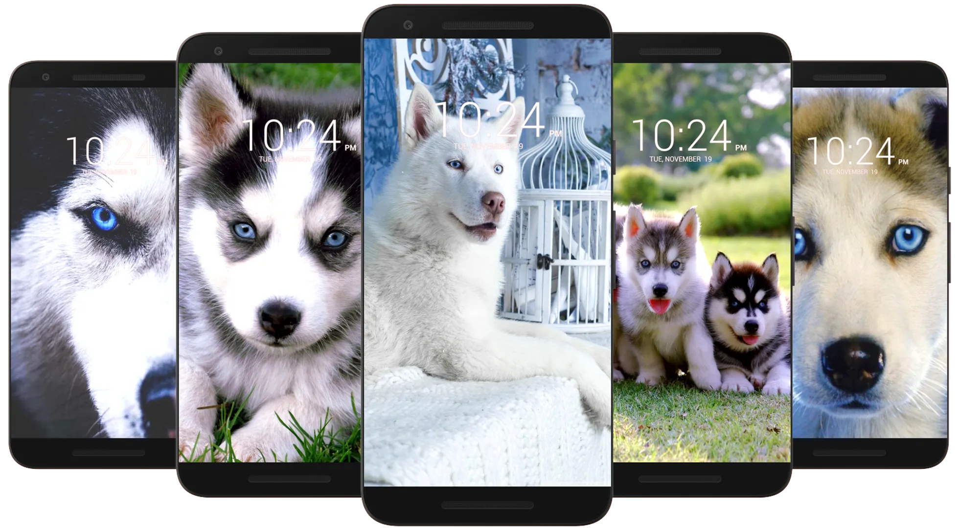 Husky Dog Wallpaper HD | Indus Appstore | Screenshot