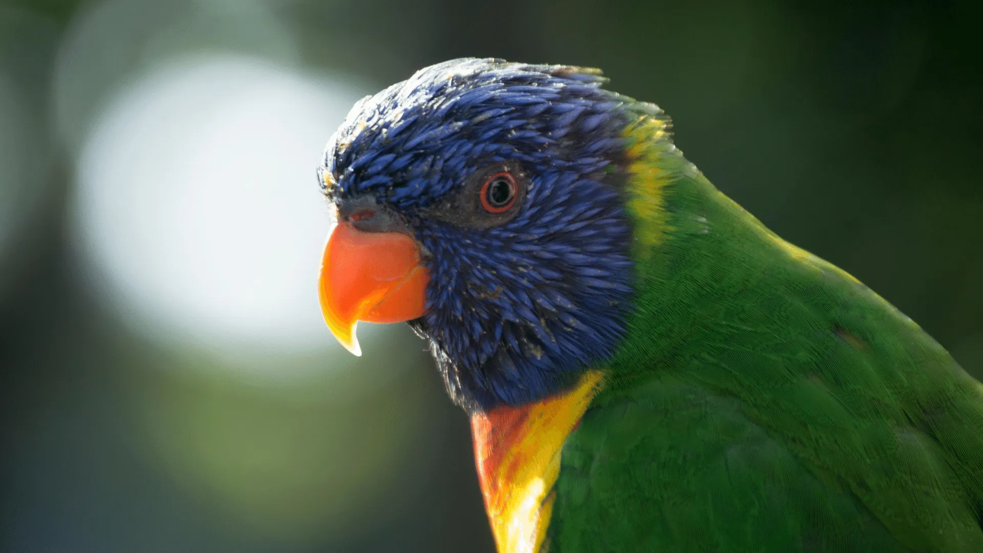 Parrot Sounds | Indus Appstore | Screenshot