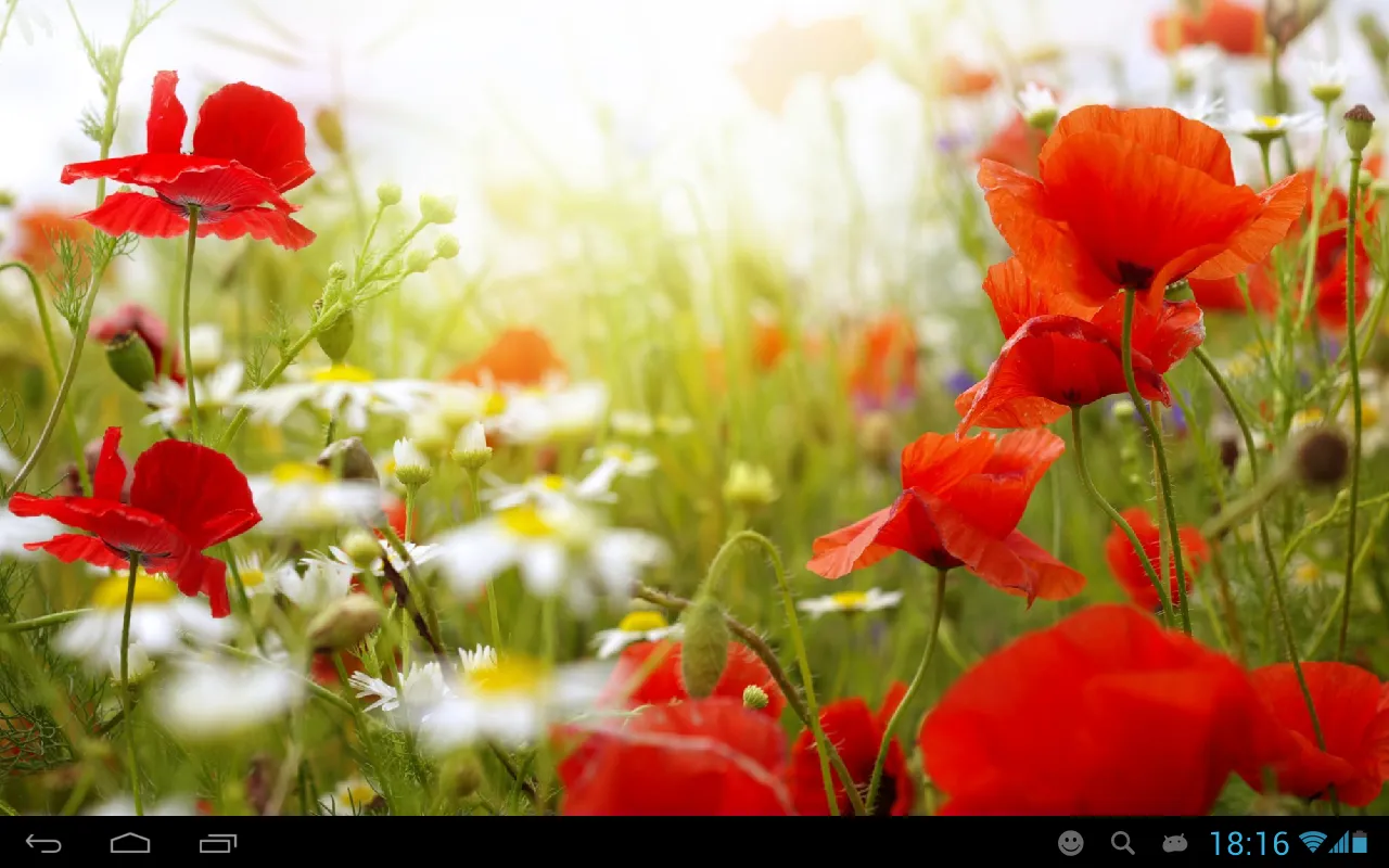 Poppies live wallpaper | Indus Appstore | Screenshot