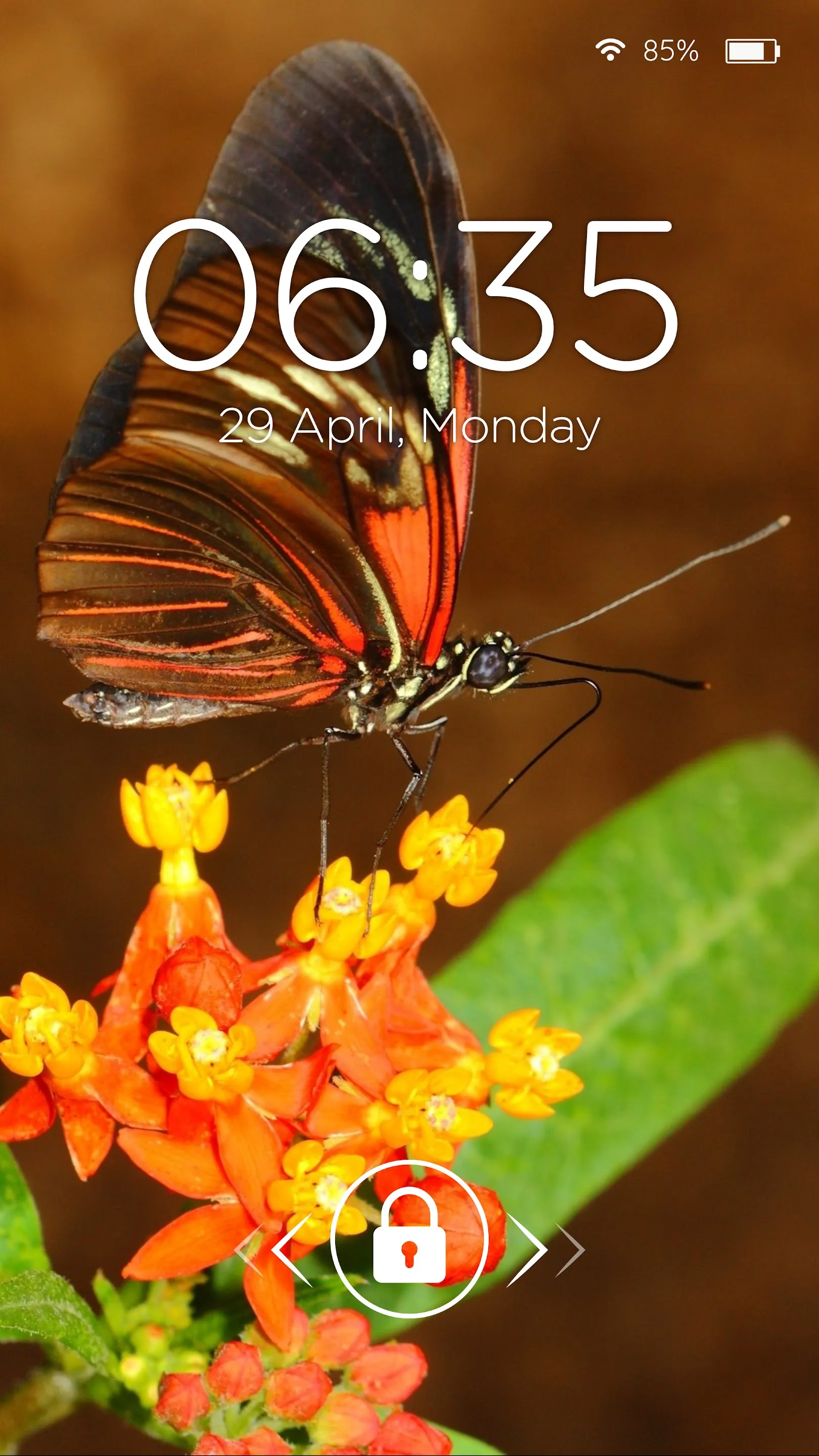 Wallpapers 4K with Insects | Indus Appstore | Screenshot