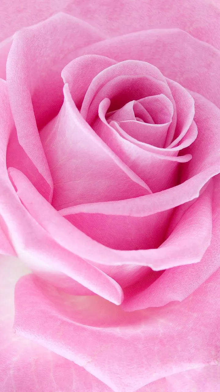 Pink Roses Live Wallpaper | Indus Appstore | Screenshot