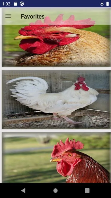 Rooster Photo wall | Indus Appstore | Screenshot