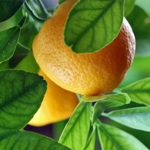 Lemon Benefits | Indus Appstore | Screenshot