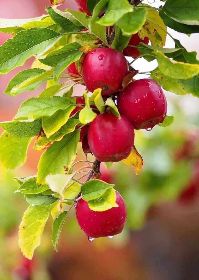 Garden Fruit Wallpaper | Indus Appstore | Screenshot