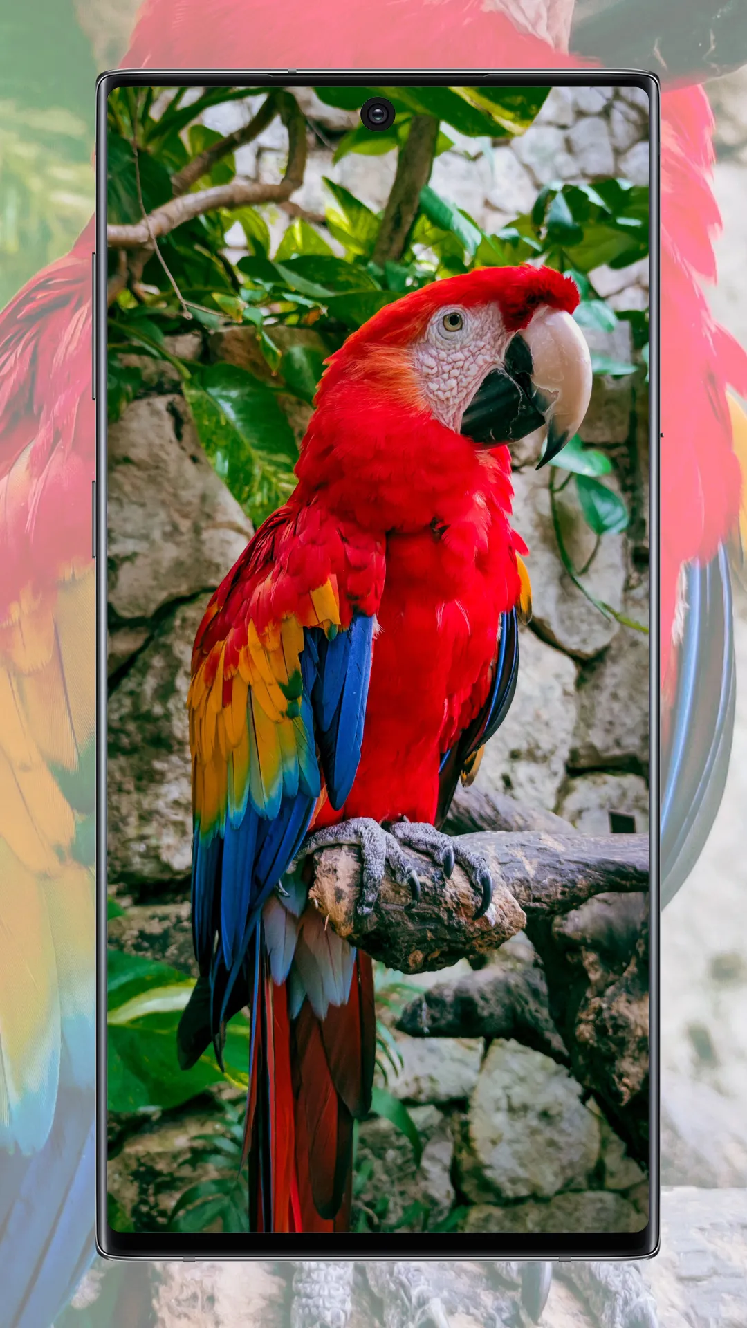 Cute Parrot Wallpaper | Indus Appstore | Screenshot