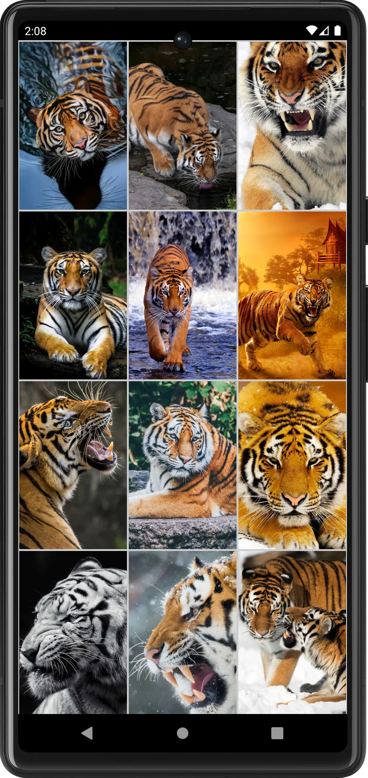 Tiger Wallpapers | Cool tigers | Indus Appstore | Screenshot