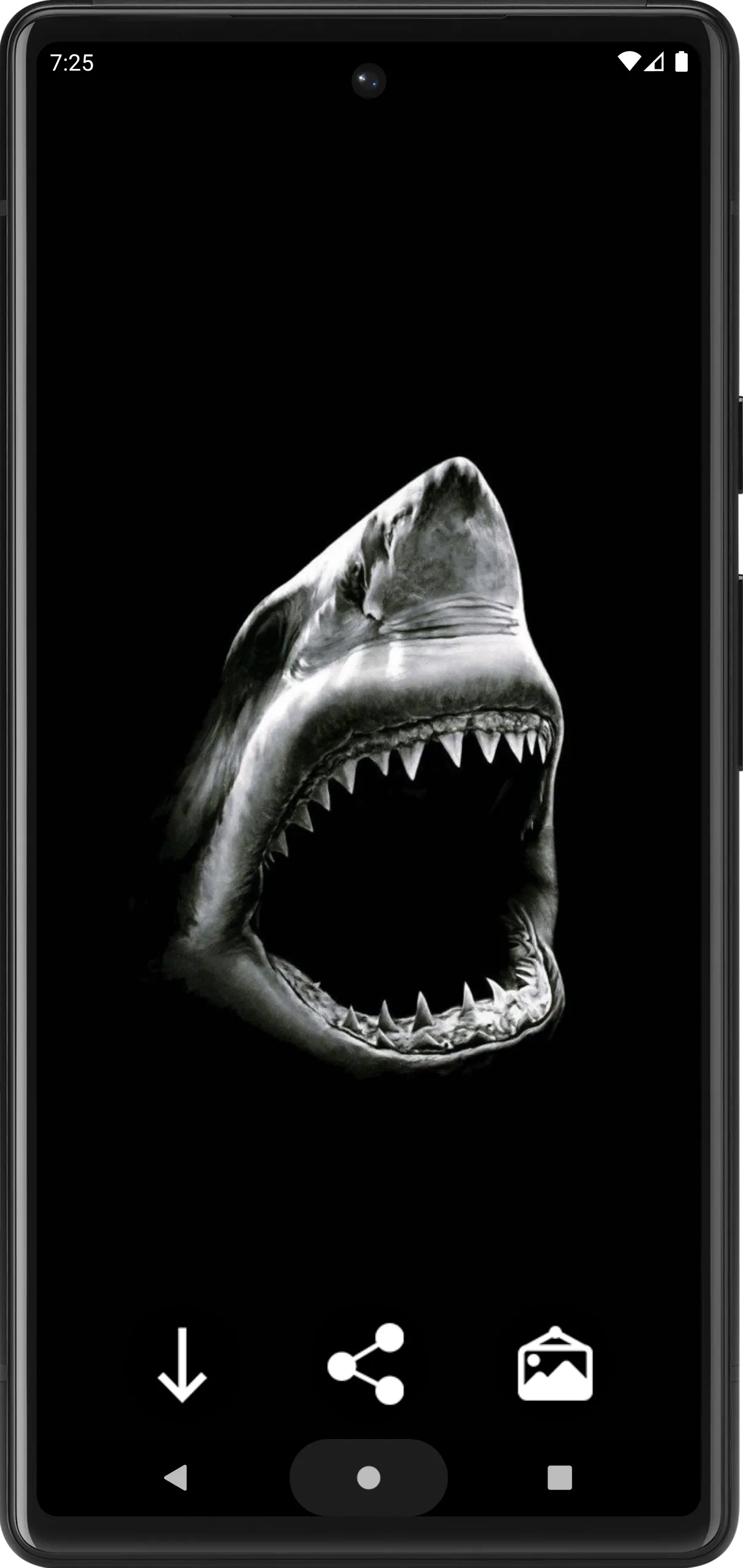 Shark Wallpapers | Indus Appstore | Screenshot