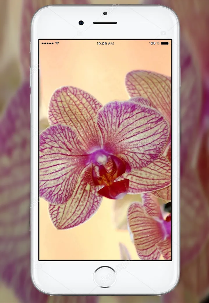 Orchid Flowers Wallpaper | Indus Appstore | Screenshot