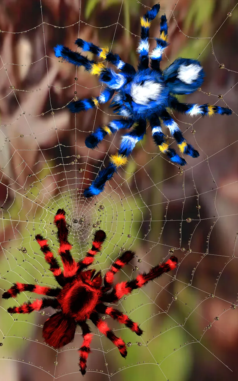 Spider, live wallpaper | Indus Appstore | Screenshot