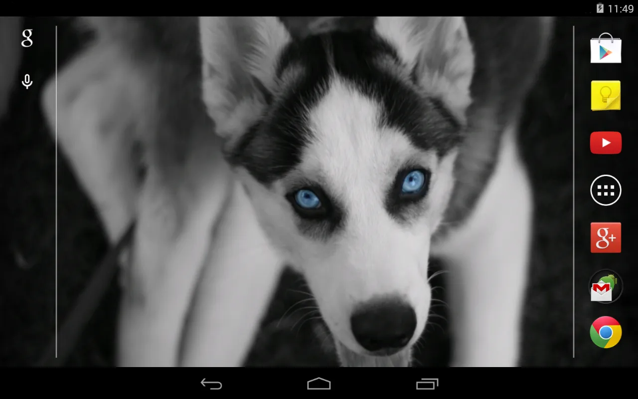 Husky puppies Live Wallpaper | Indus Appstore | Screenshot