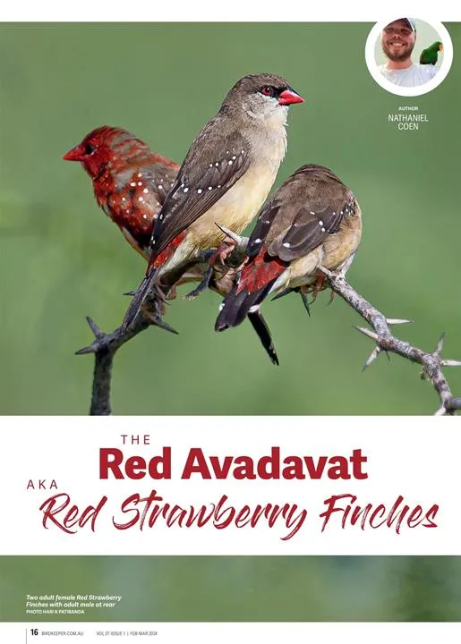 Australian Birdkeeper Magazine | Indus Appstore | Screenshot