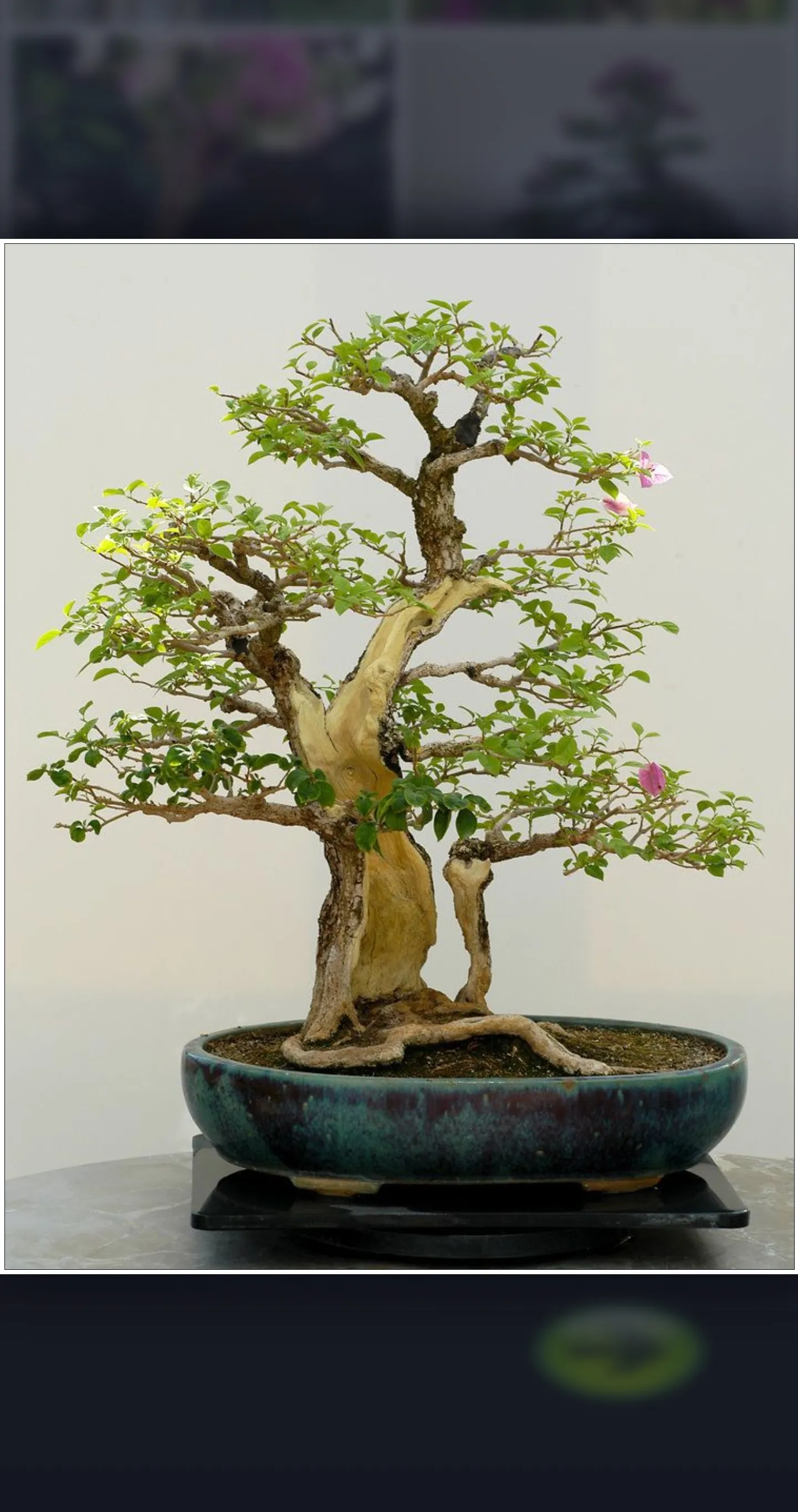 Bonsai Guide - Planting Techni | Indus Appstore | Screenshot