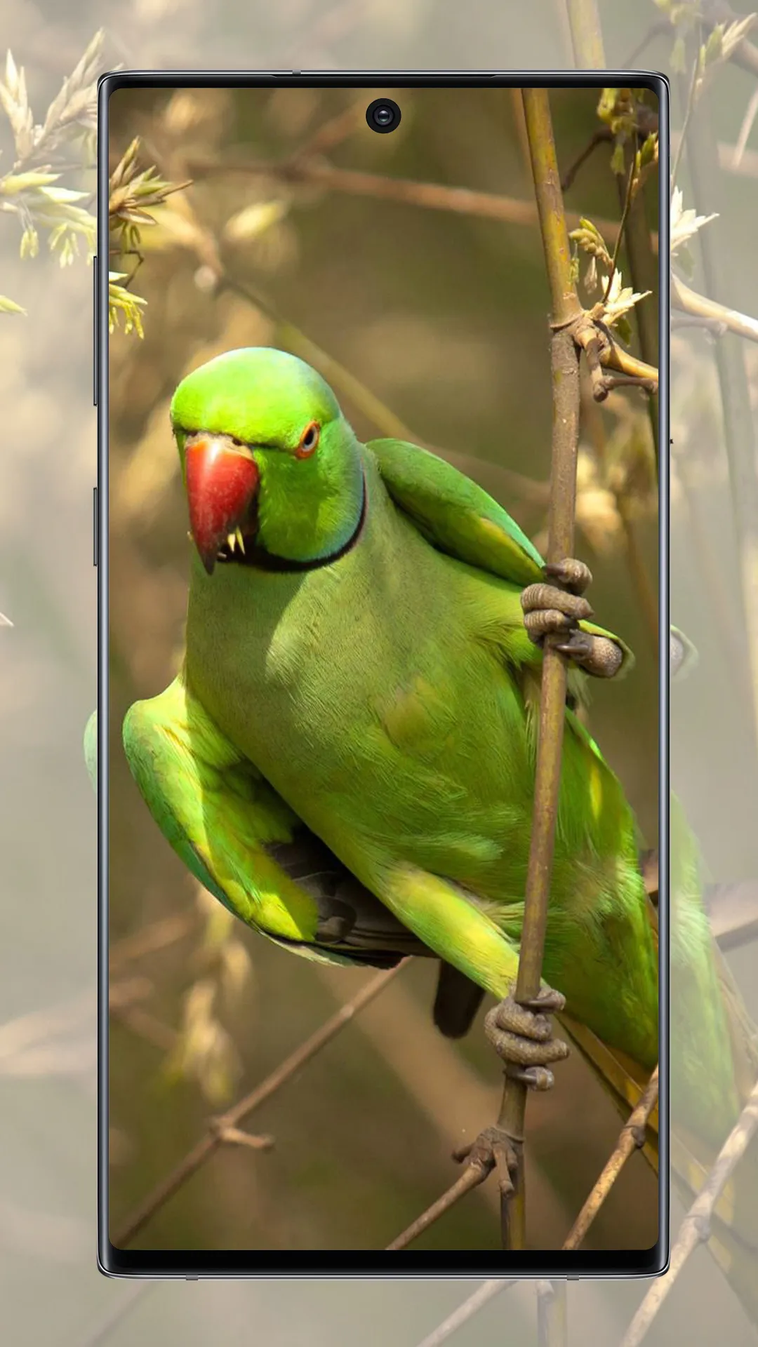 Cute Parrot Wallpaper | Indus Appstore | Screenshot