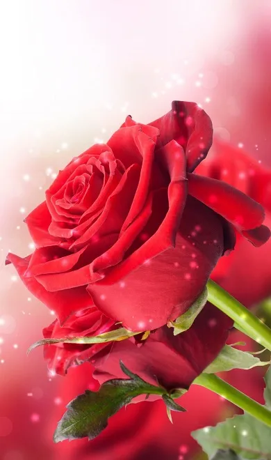 Red Rose Wallpapers | Indus Appstore | Screenshot