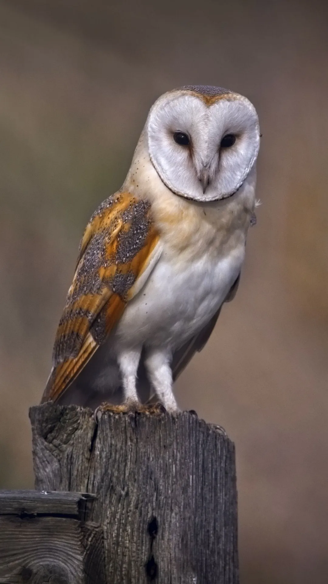 Owl Wallpapers | Indus Appstore | Screenshot