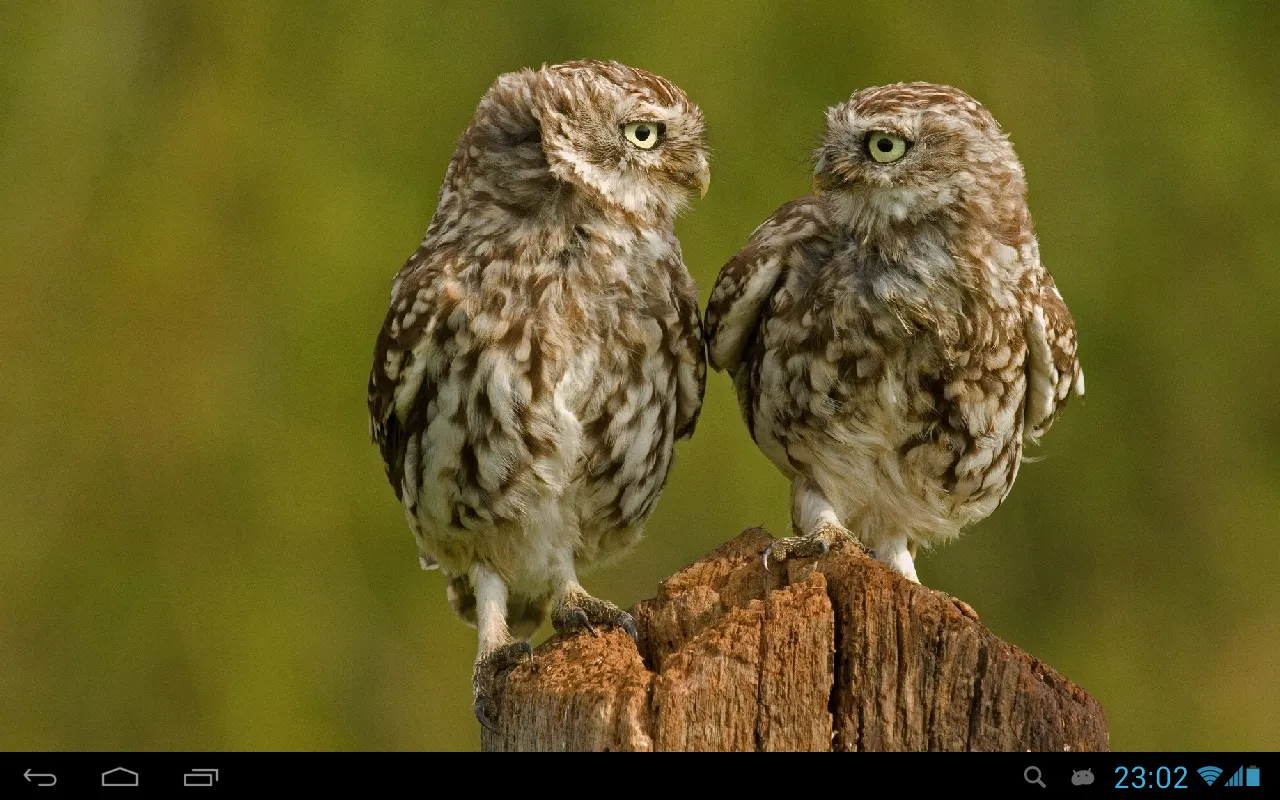 Owls Live Wallpaper | Indus Appstore | Screenshot