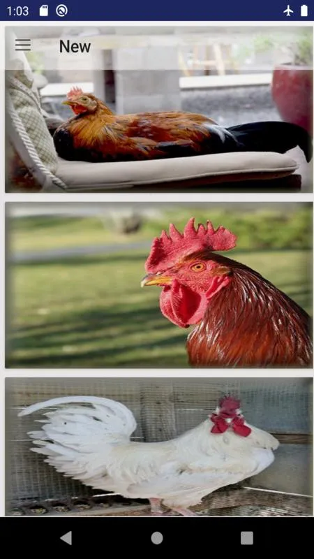 Rooster Photo wall | Indus Appstore | Screenshot