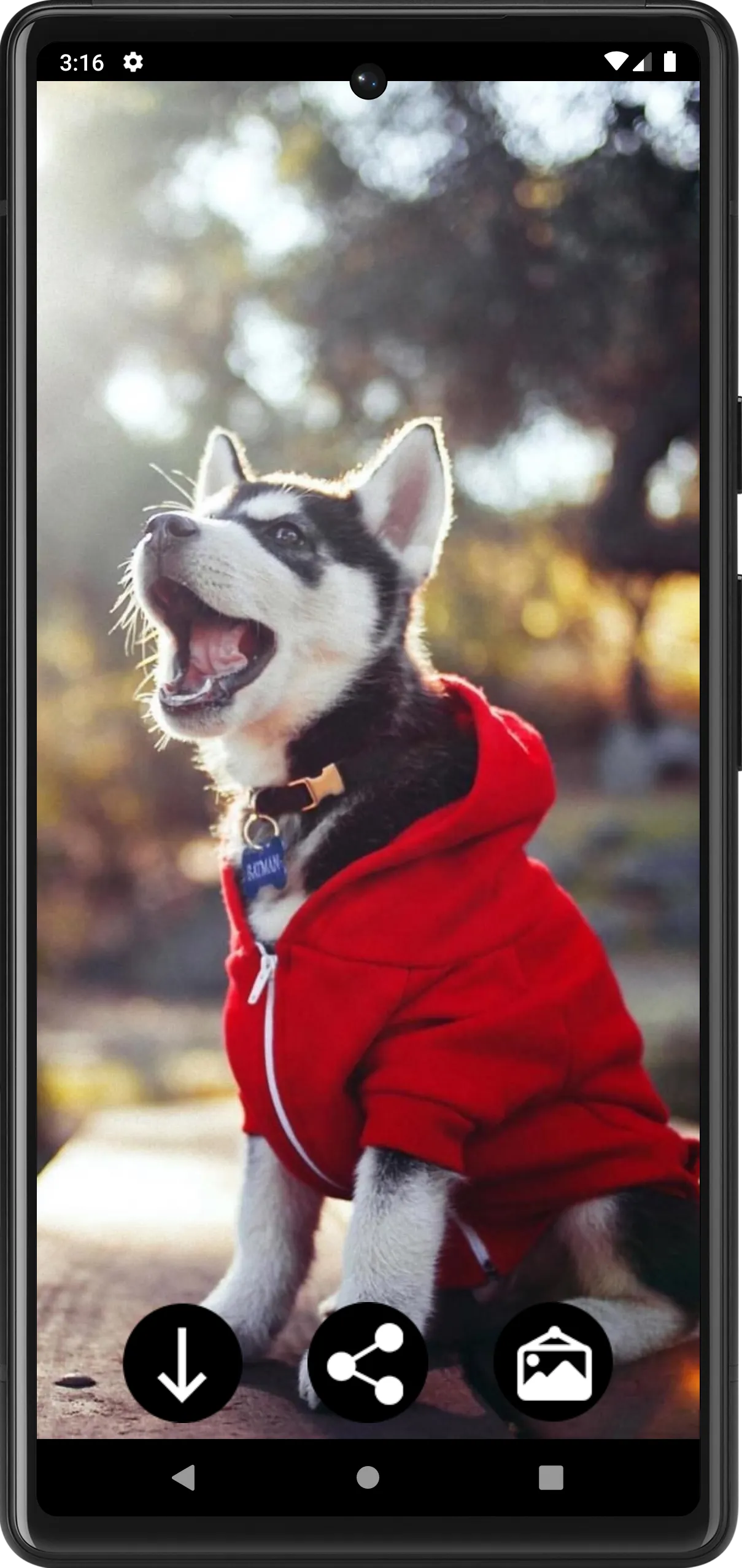 Husky Puppies Wallpapers | Indus Appstore | Screenshot