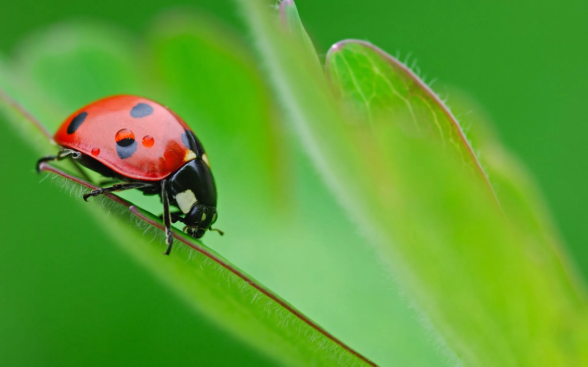 Ladybug Live Wallpaper | Indus Appstore | Screenshot