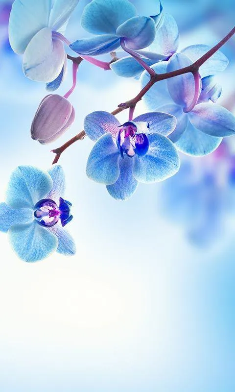 Spring Flowers Live Wallpaper | Indus Appstore | Screenshot