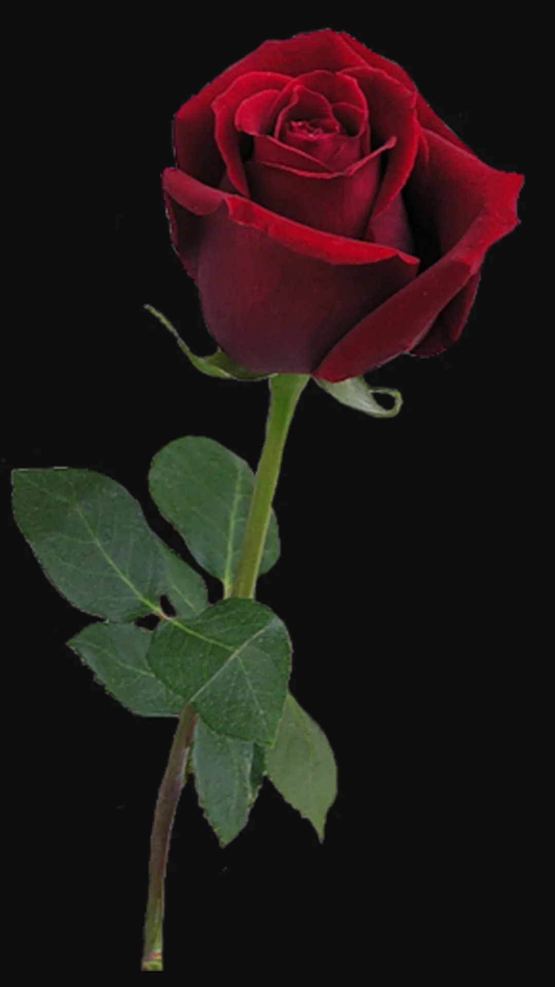 Rose Wallpaper Flower 3D image | Indus Appstore | Screenshot