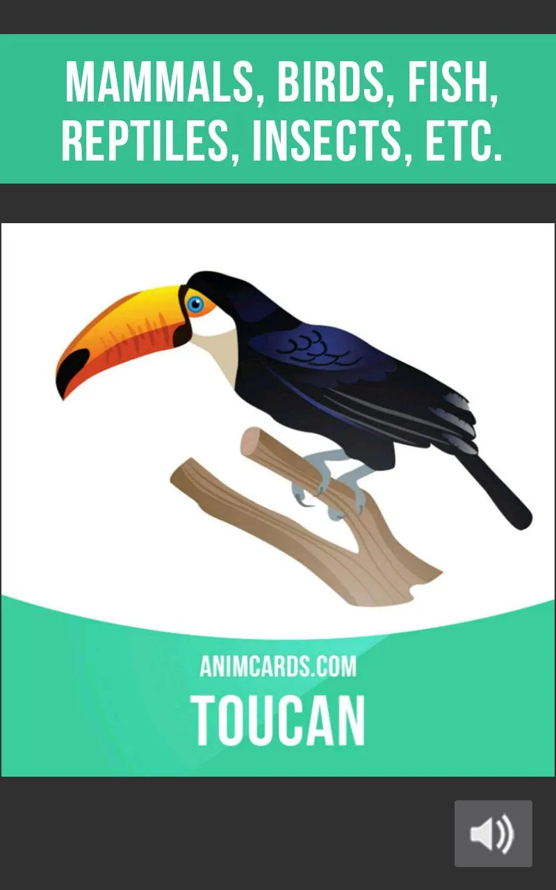 Animals Cards: Learn Animals i | Indus Appstore | Screenshot