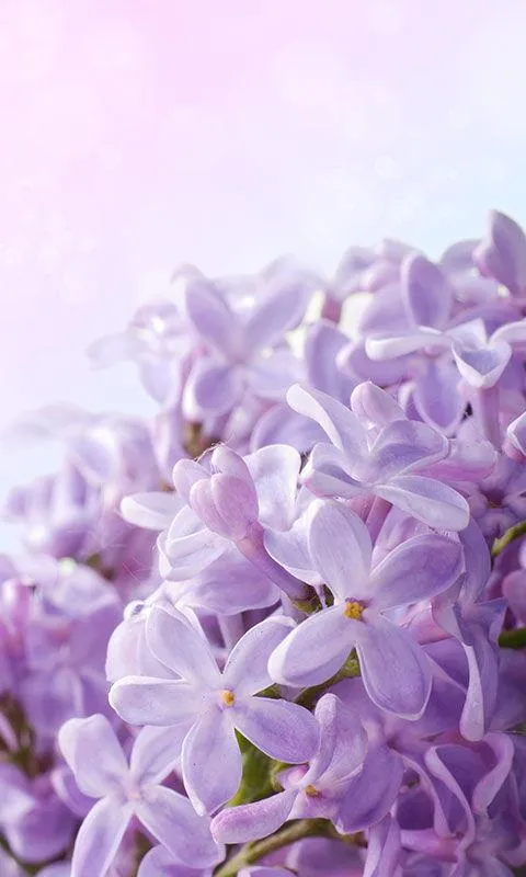 Lilac Flowers Live Wallpaper | Indus Appstore | Screenshot