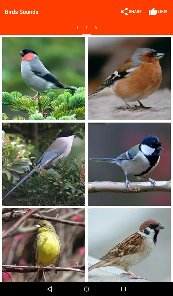 Birds Sounds for Bird | Indus Appstore | Screenshot