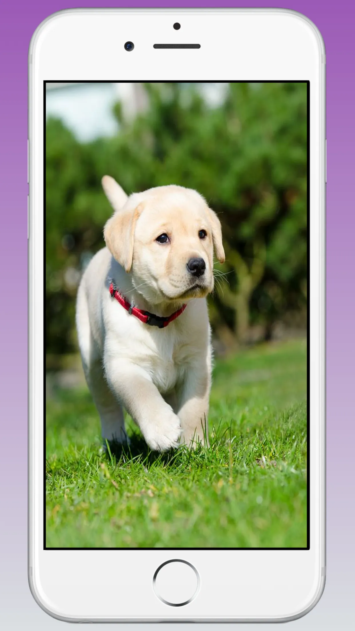 Cute Puppy & Dog Wallpapers HD | Indus Appstore | Screenshot