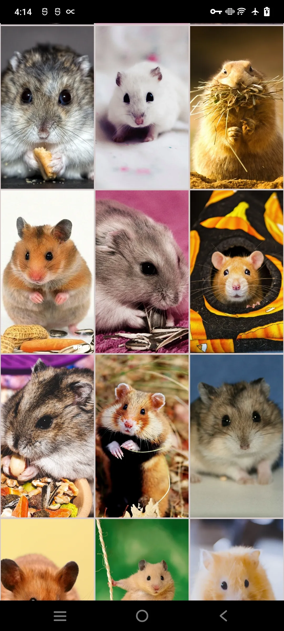 Hamster Wallpapers | Indus Appstore | Screenshot