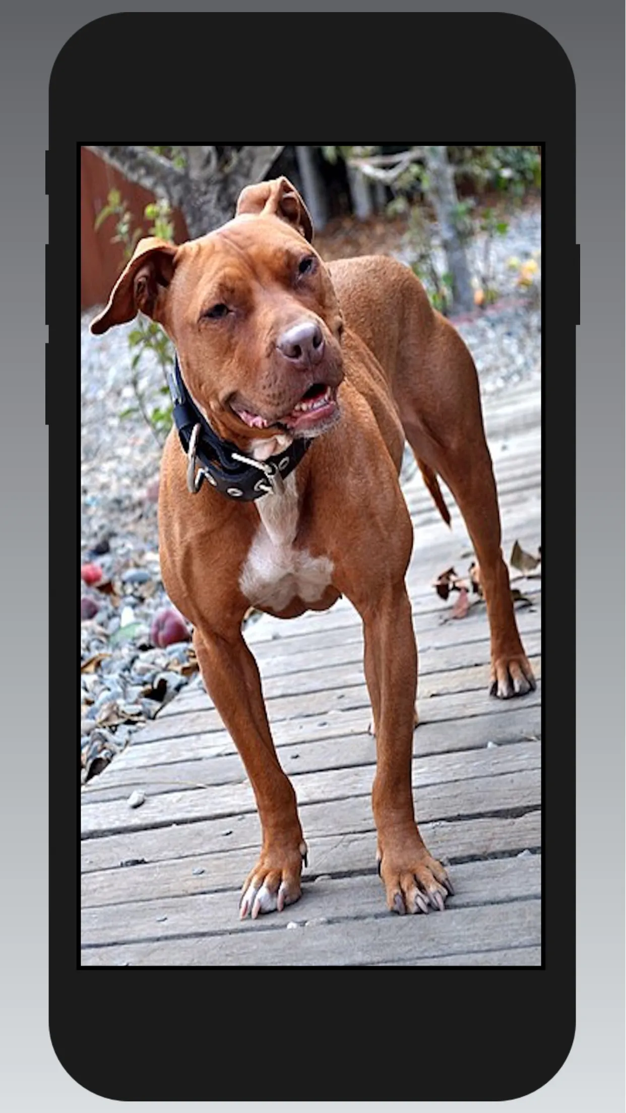 Pitbull Wallpapers | Indus Appstore | Screenshot