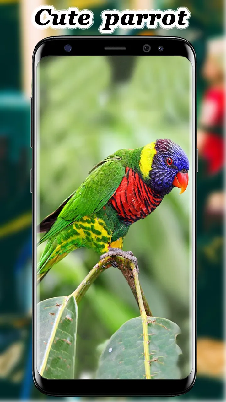 Cute Parrot Wallpaper | Indus Appstore | Screenshot