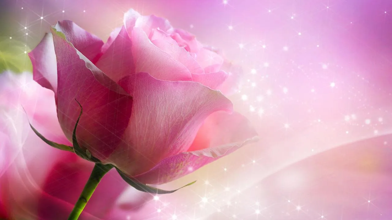 Pink Roses Live Wallpaper | Indus Appstore | Screenshot