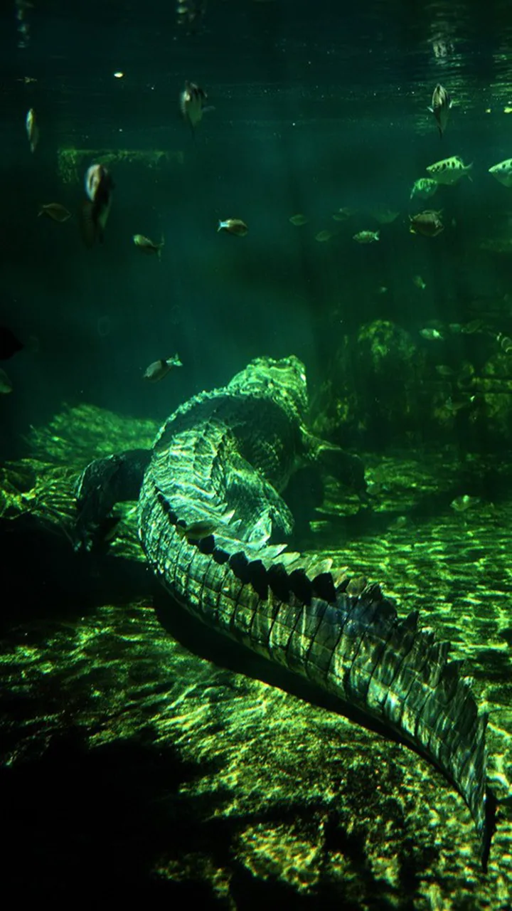 Crocodile Wallpapers | Indus Appstore | Screenshot