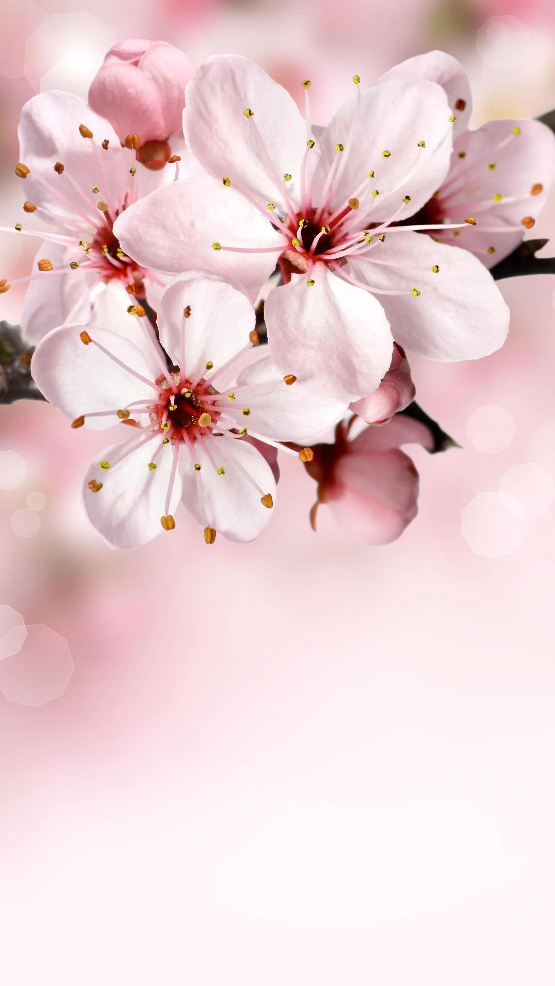 Spring wallpapers | Indus Appstore | Screenshot