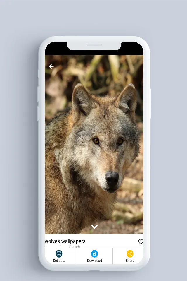 Wolf wallpaper | Indus Appstore | Screenshot