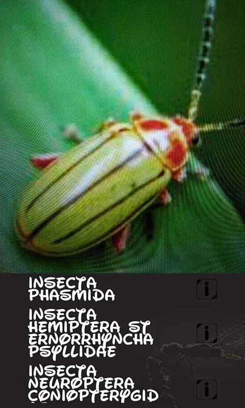 Automatic insect identifier | Indus Appstore | Screenshot