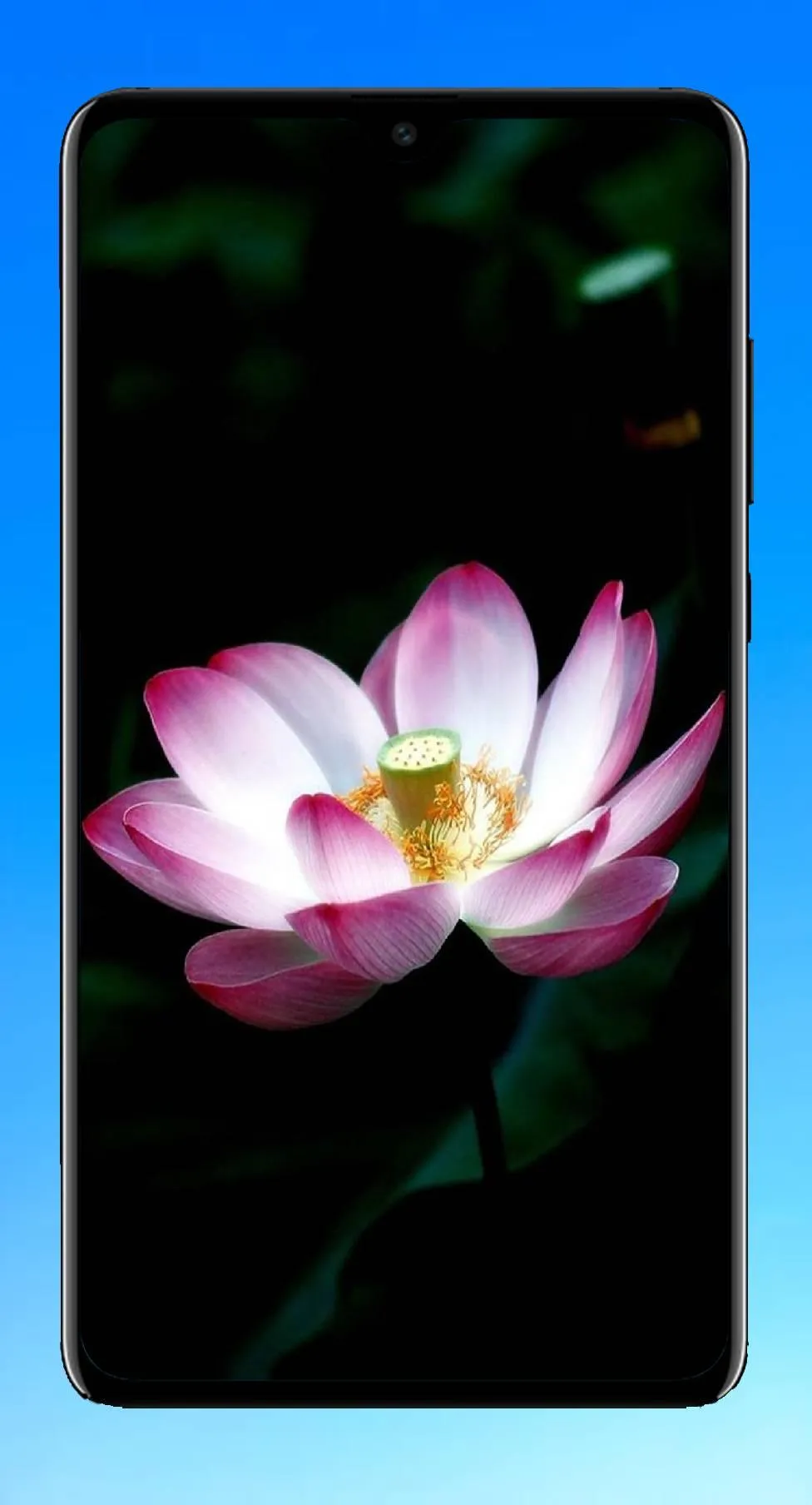 Lotus Wallpaper HD | Indus Appstore | Screenshot