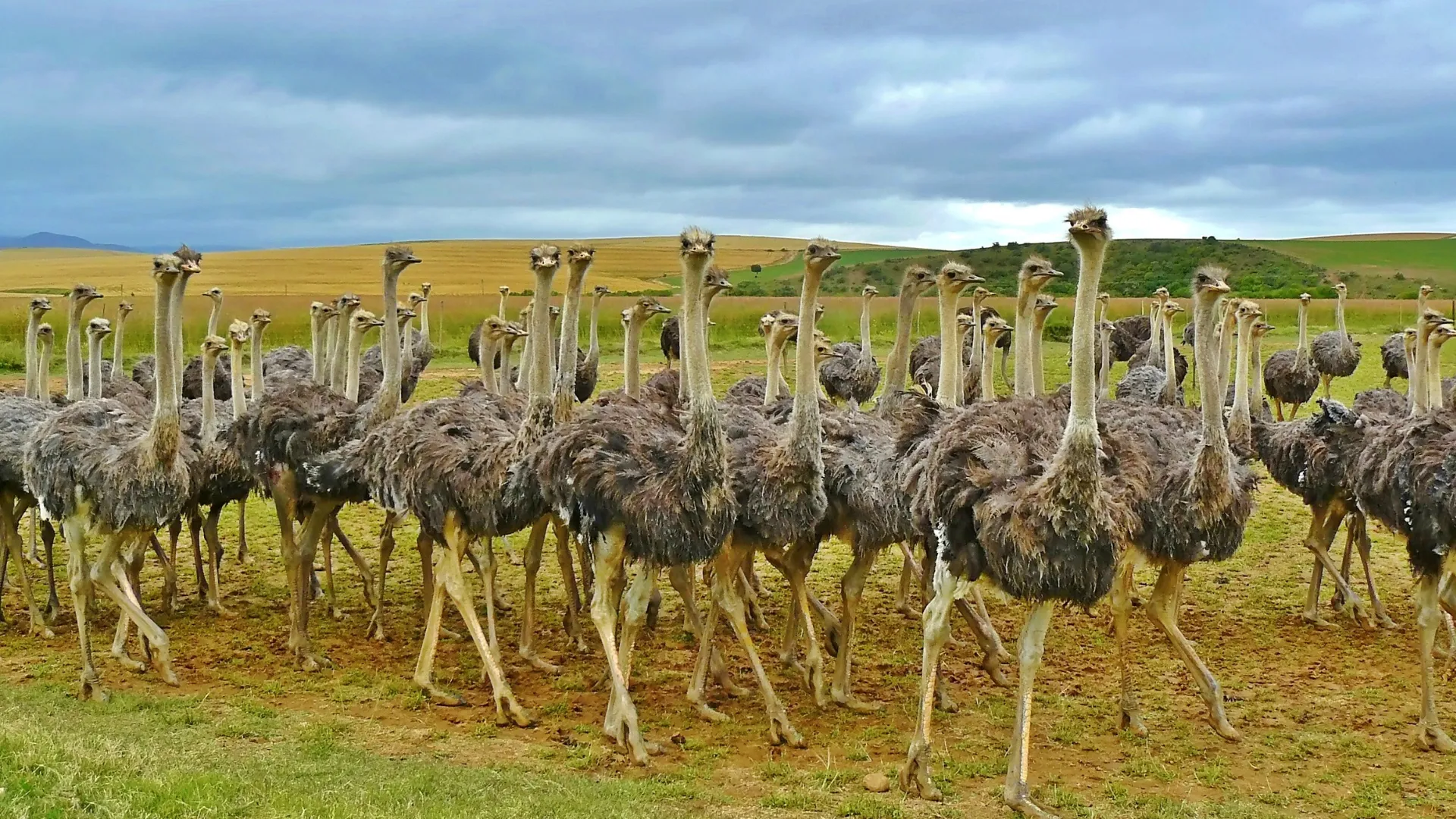 Ostrich and Emu Sounds | Indus Appstore | Screenshot