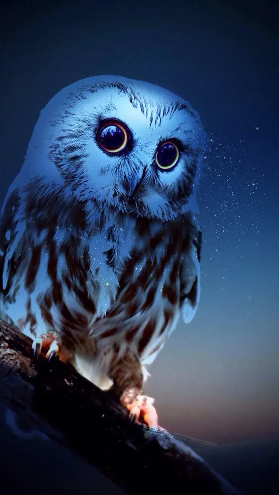 Owl Wallpapers | Indus Appstore | Screenshot