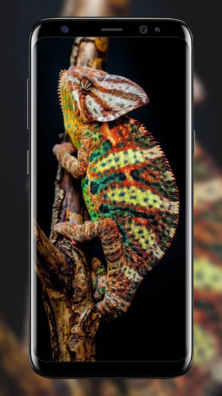 Chameleon wallpapers | Indus Appstore | Screenshot