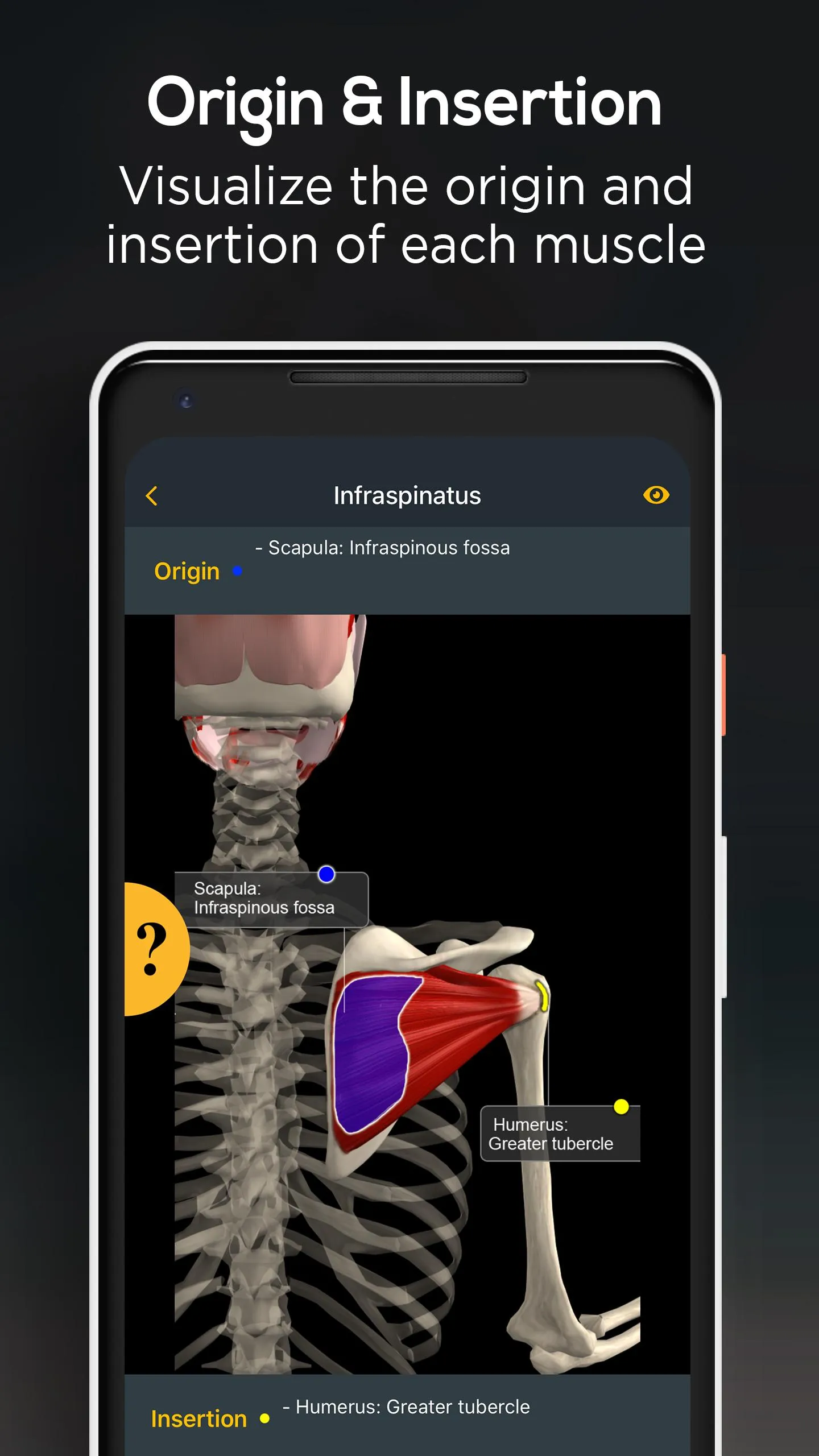 Anatomy by Muscle & Motion | Indus Appstore | Screenshot