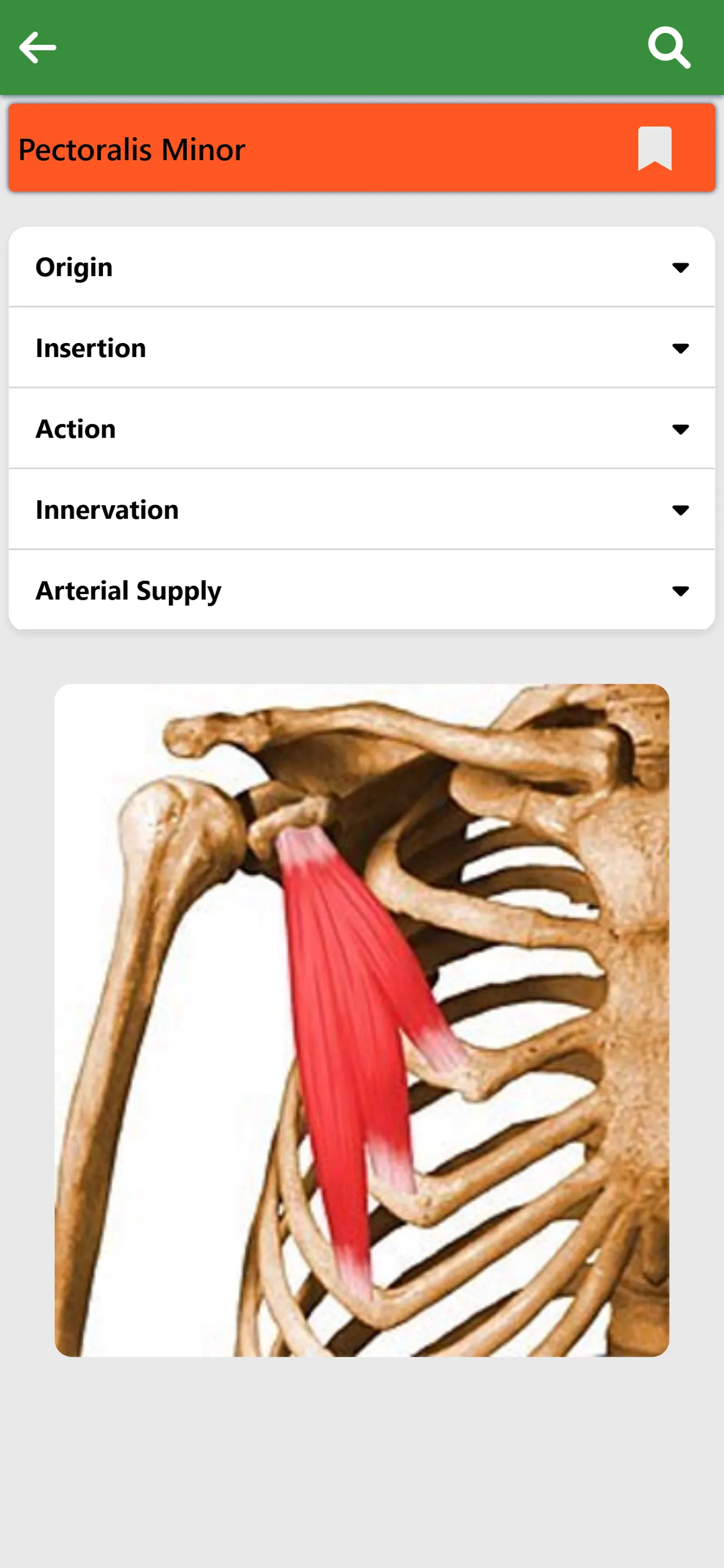 Orthopedic Anatomy | Indus Appstore | Screenshot