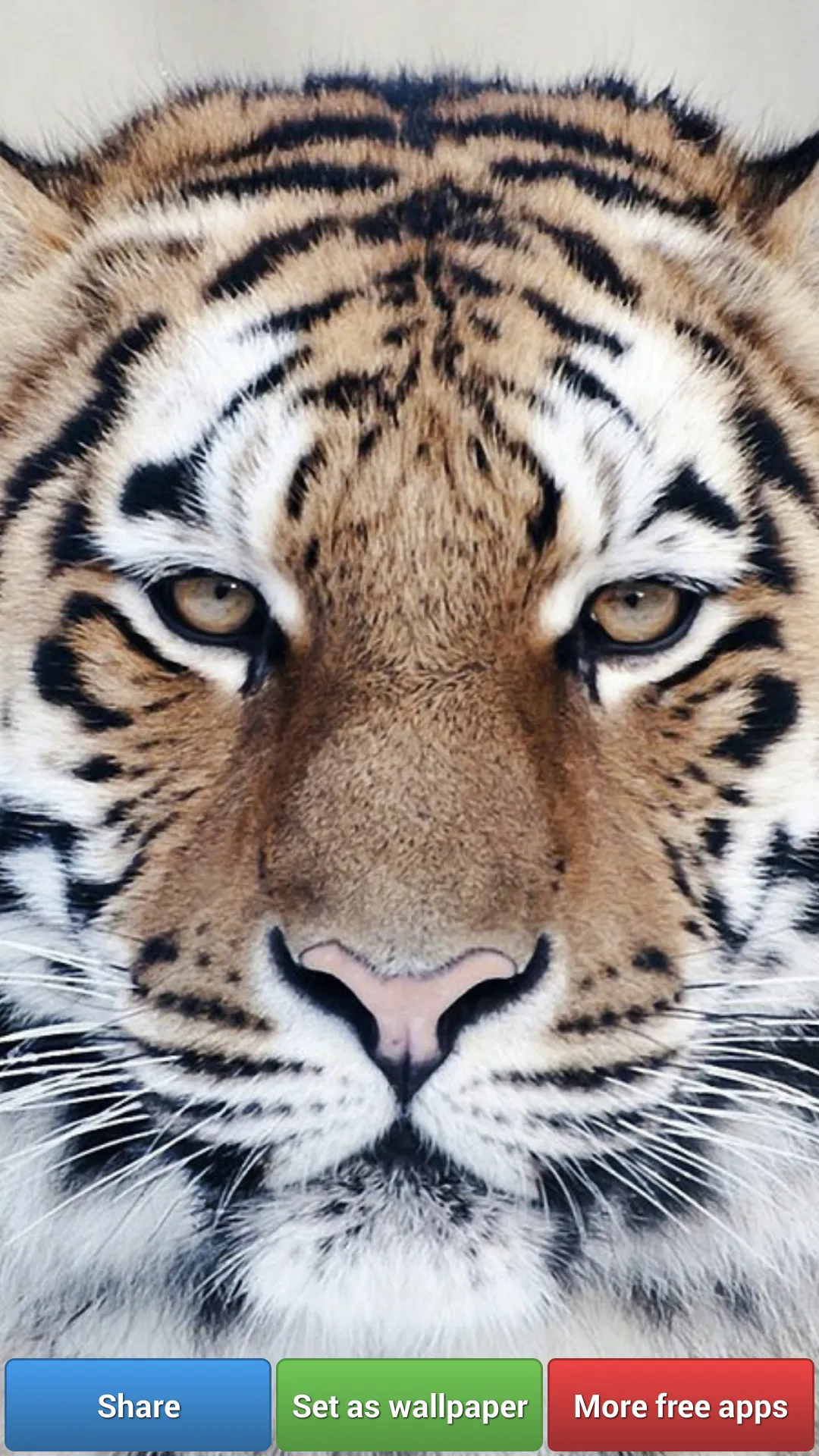 Big Cats HD Wallpapers | Indus Appstore | Screenshot