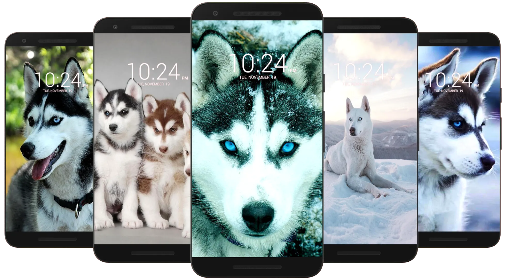 Husky Dog Wallpaper HD | Indus Appstore | Screenshot