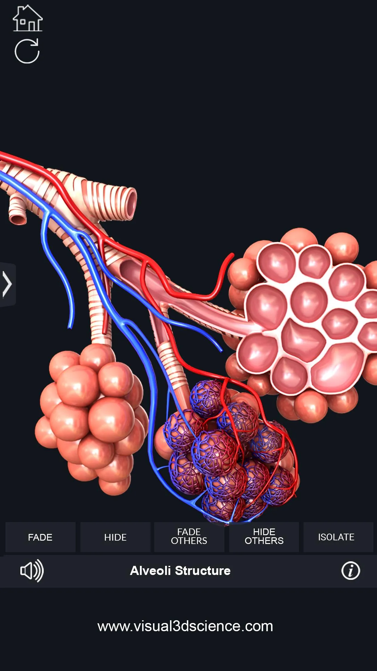 Respiratory System Anatomy | Indus Appstore | Screenshot