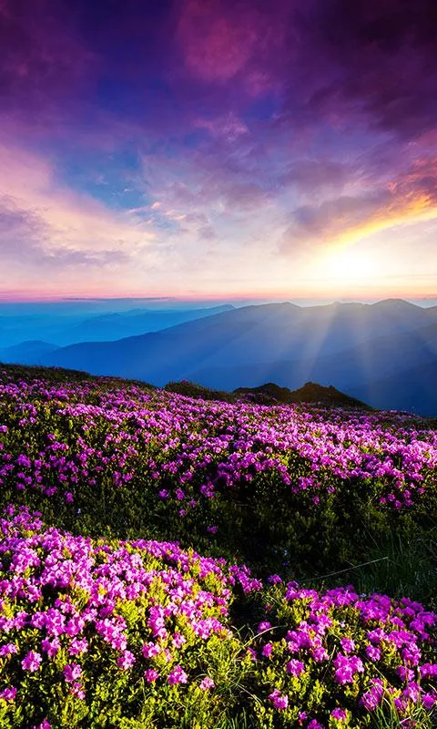 Mountain Flower Live Wallpaper | Indus Appstore | Screenshot