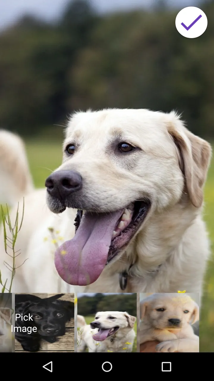 Labrador Retriever Lock Screen | Indus Appstore | Screenshot